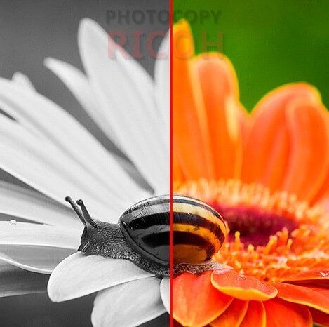 Có nên mua máy photocopy màu không? Rõ ràng luôn có sự khác biệt giữa một bản chụp đơn điệu đen trắng và bản chụp màu sắc đầy lôi cuốn, đây là điều rất dễ dàng nhận thấy mà không cần ai phải chỉ cho bạn.